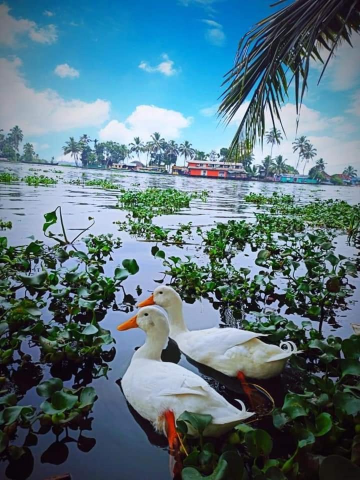 The Lake Paradise Boutique Resort Alappuzha Buitenkant foto