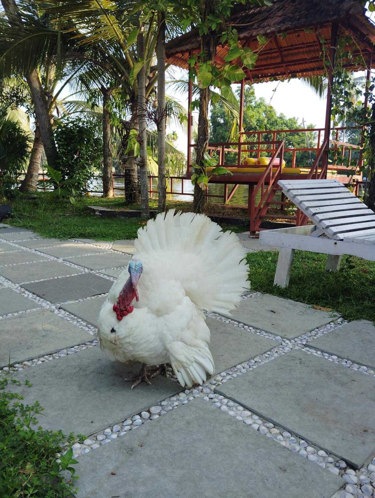 The Lake Paradise Boutique Resort Alappuzha Buitenkant foto